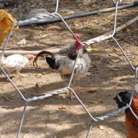 تخم مرغ محلی