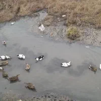 اردک|حیوانات مزرعه|لاهیجان, جمهوری|دیوار