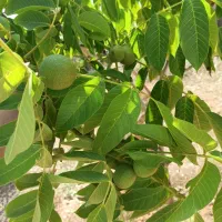 باغ شهری سیخ دارنگون فارس مبین|فروش خانه و ویلا|شیراز, چوگیاه‎|دیوار