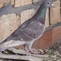 کفتر .کبوتر|پرنده|مشهد, انصار|دیوار