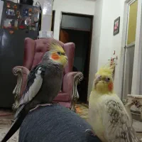 فروش عروس هلندی