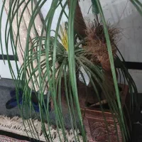 درختچه مصنوعی