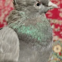 کفتر.کبوتر قهوه دم سفید به شرط