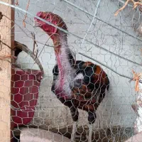 مرغ و خروس و جوجه و تخم لاری اصیل افغان|حیوانات مزرعه|قائمشهر, |دیوار