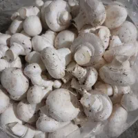 فروش قارچ بصورت عمده