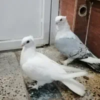 جفت کبوتر بلژیکی نوک موش سینه فر کاکلی پرپا|پرنده|دزفول, |دیوار