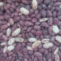 لوبیا چیتی بوجاری