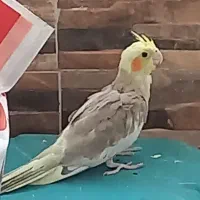 جوجه عروس هلندی