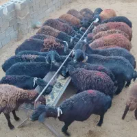 بره ماده