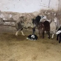 قوچ درجه یک|حیوانات مزرعه|حسین آباد, |دیوار