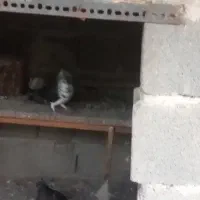 فروش کبوتر
