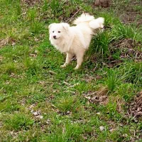 سگ سفید خانگی