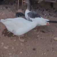 غازیک جفت نر وماده|حیوانات مزرعه|یاسوج, |دیوار