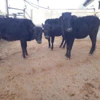 گوساله ماده بومی|حیوانات مزرعه|کوهدشت, |دیوار