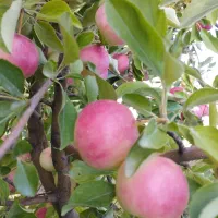 زمین کشاورزی|اجارهٔ دفتر صنعتی، کشاورزی، تجاری|زنجانرود, |دیوار