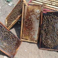 فروش عمده و جزئی عسل|خوردنی و آشامیدنی|دالاهو, |دیوار