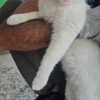 گربه ماده بسیار ناز و بازیگوش