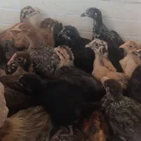 جوجه 30روزه و چهل روزه