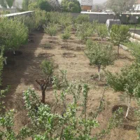 باغبانی هرس کاری و درخت کاری و ....