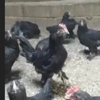 مرندی گوشواره دار اصل|جواهرات|آذرشهر, |دیوار