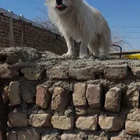 سگ آپارتمانی نر جهت معاوضه و فروش