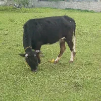 گاو دورگ چالوسی