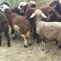 بره