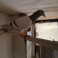 کبوتر