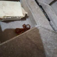 ویولون حرفه ای دست ساز|ویولن|اردبیل, |دیوار