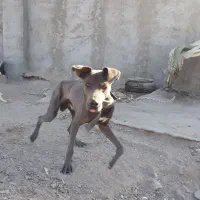 واگذاری سگ نژاد خوب|سگ|زاهدان, |دیوار