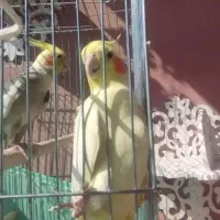 یه جفت عروس هلندی مولد معاوضه با هرچیزی