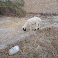 میش با بره ماده