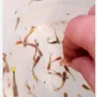 بچه ماهی گوپی