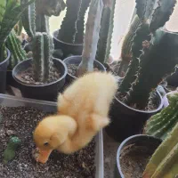 جوجه اردک چندماهه
