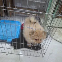 سگ پامرانین خرسی|سگ|نسیمشهر, |دیوار