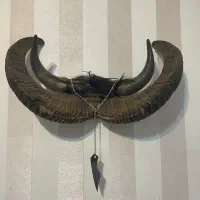 شاخ بز کوهی