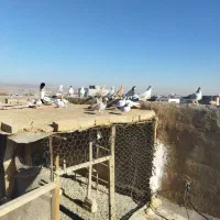 تعدادی کبوتر|حیوانات مزرعه|قزوین, |دیوار