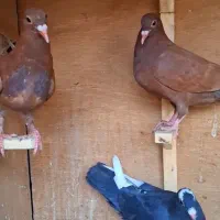 کبوتر نوچه