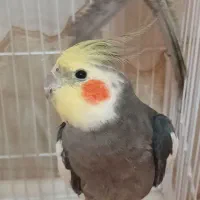عروس هلندی ب همراه ۳ بالغ