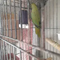 طوطی ملنگو|پرنده|ساوه, |دیوار