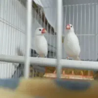 فنچ نرگسی سفید