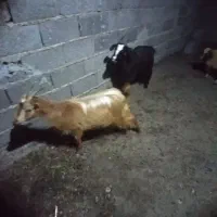 حیوانات مزرعه