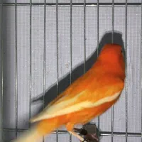 فروش انواع قناری