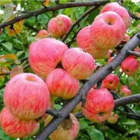 نهالستان پالیز دارای ارقام متنوع نهال دیرگل.
