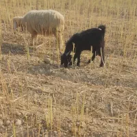 بیگ|حیوانات مزرعه|شوشتر, |دیوار