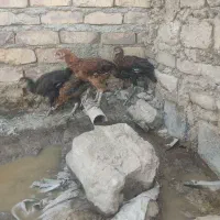 مرغ خونگی