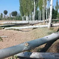 خریدچوب قلمه و...