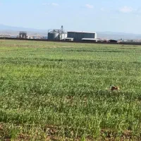 یک هکتار زمین گلخانه ای