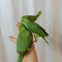 جوجه طوطی ملنگو و گیرینچیک یا گرین چیک،گرینچیک