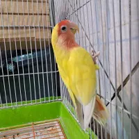 طوطی برزیلی نر اماده جفت